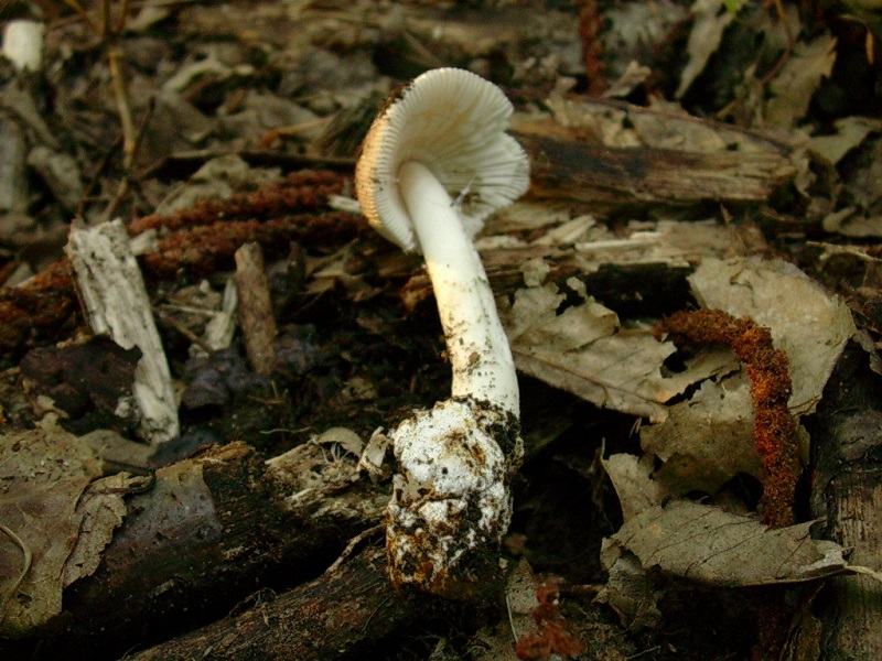 452 Settembre vecchio ritrovamento